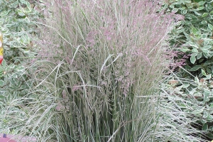 Grass Calamagrostis 'Overdam' New 2025